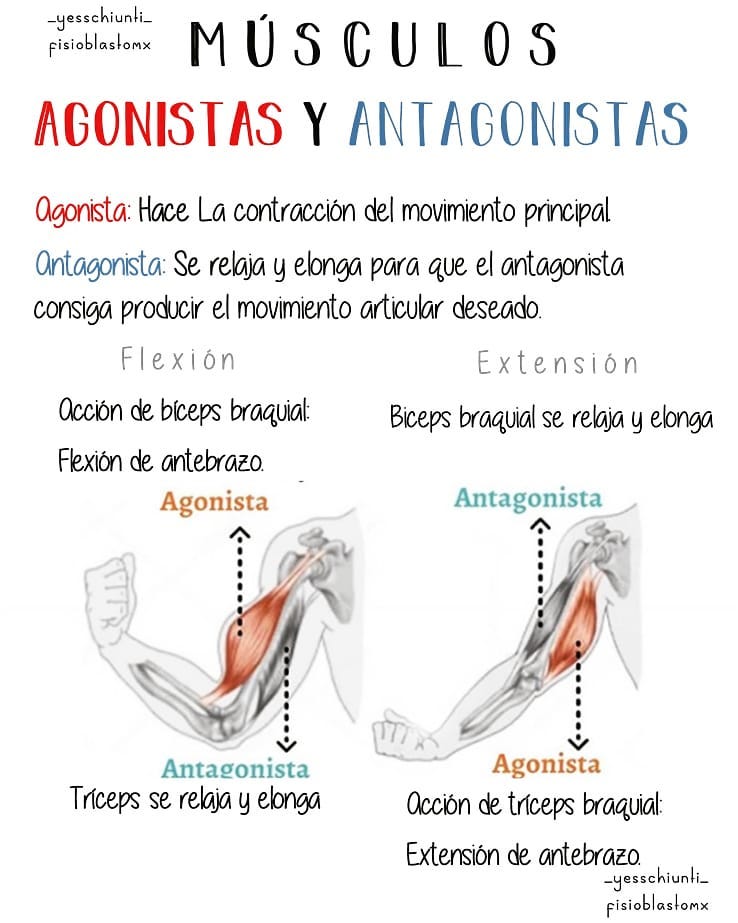 musculos agonista y antagonista