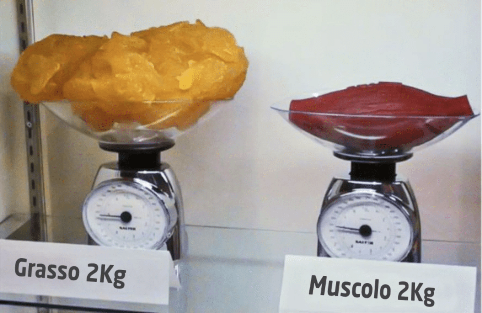 diferencia entre grasa y musculo 2kg