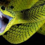 Serpiente