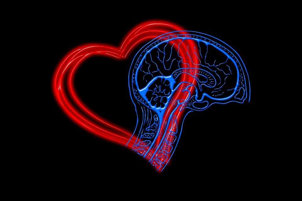 corazon y cerebro dibujo