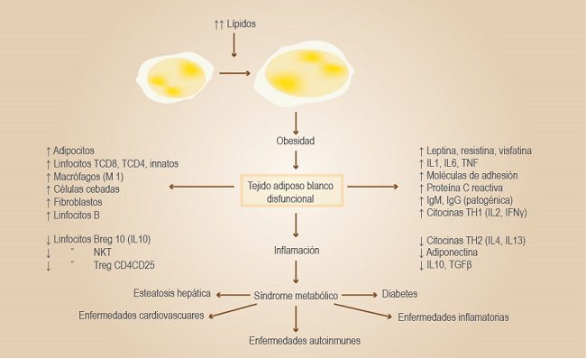 lipidos