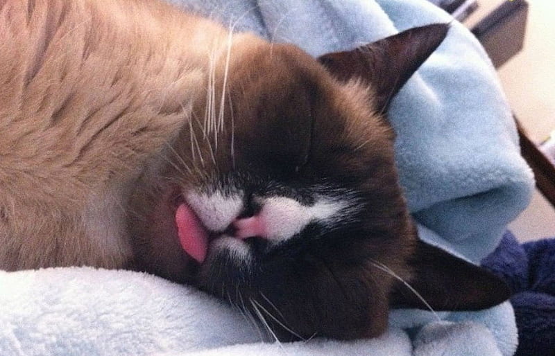gato mimido