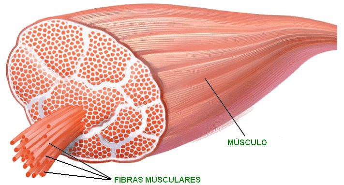 composicion de musculo