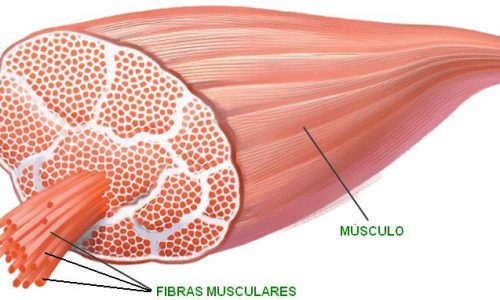 composicion de musculo