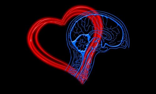 corazon y cerebro dibujo