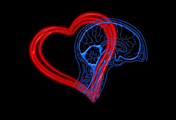 corazon y cerebro dibujo