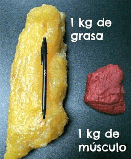 1kg de grasa contra 1 kg de musculo