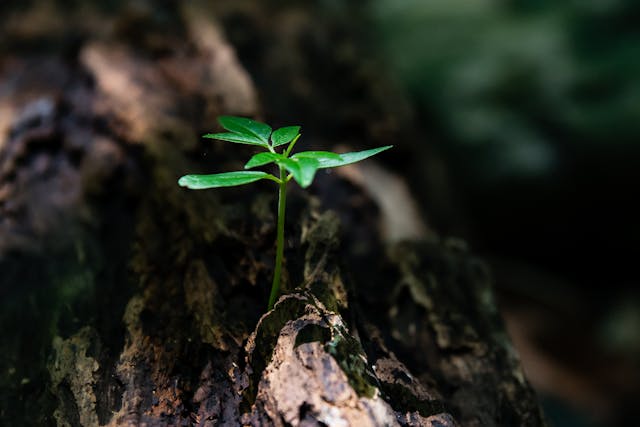planta creciendo