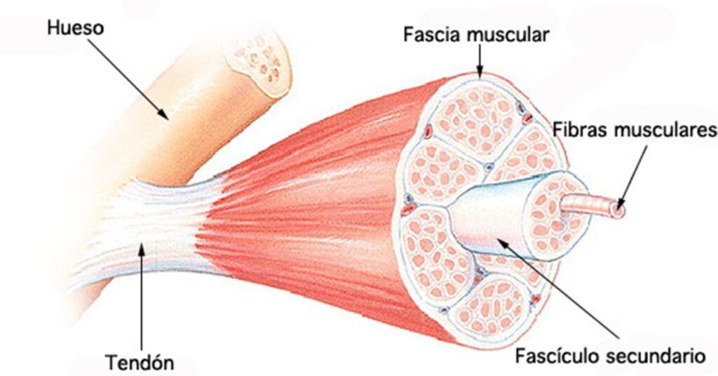 composicion de musculo microscopico